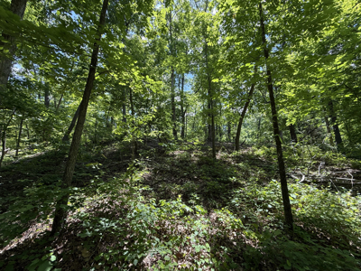 Wooded Land, Near Pickwick Lake, Land To Build On, Hunting Land - image 24