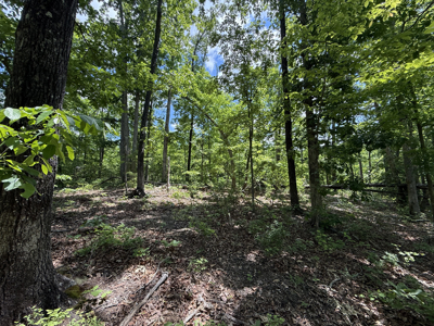 Wooded Land, Near Pickwick Lake, Land To Build On, Hunting Land - image 25