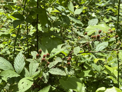 Wooded Land, Near Pickwick Lake, Land To Build On, Hunting Land - image 7