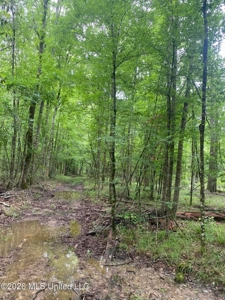 Hunting Timber Paradise Amite County MS - image 10