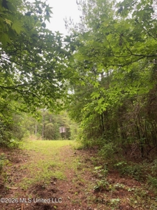 Hunting Timber Paradise Amite County MS - image 25