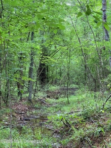 Hunting Timber Paradise Amite County MS - image 20