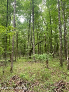 Hunting Timber Paradise Amite County MS - image 19