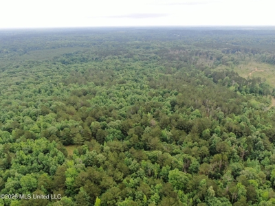 Hunting Timber Paradise Amite County MS - image 36