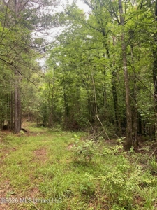 Hunting Timber Paradise Amite County MS - image 28