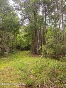 Hunting Timber Paradise Amite County MS - image 16