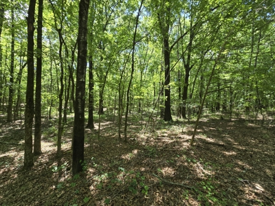 Building Lot – National Forest – Billy Creek Recreational Area - image 8