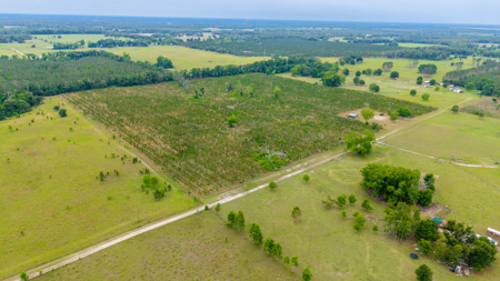 40-Acre North Florida Homestead & Timber Investment For Sale - image 13