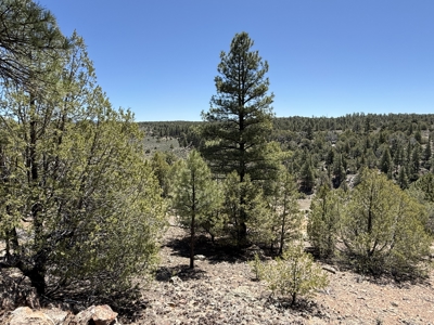 Incredible 2 Section Ranch w/ 2 Bunk houses, power, Wells, 8 Elk - image 35