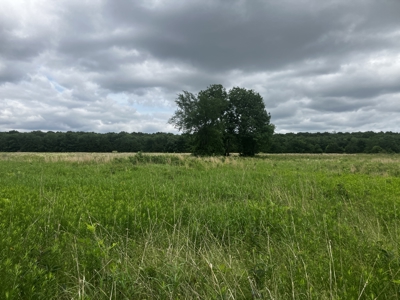 25 +/- Acre Hobby Farm With Amazing Building Site - image 4