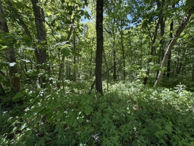 Hard To Find Timbered Small Acreage - Maysville Mo - image 1