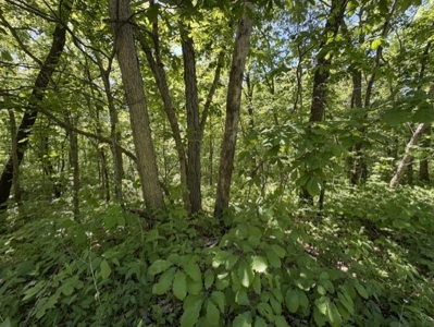 Hard To Find Timbered Small Acreage - Maysville Mo - image 5
