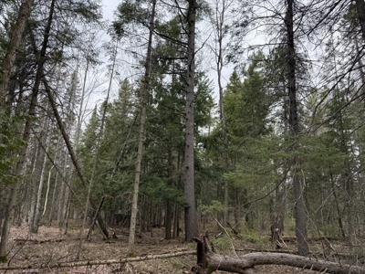 25+ Acres w/ Build Site + State Land Access – Hunt & Build in One - image 3