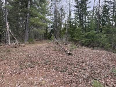 25+ Acres w/ Build Site + State Land Access – Hunt & Build in One - image 7