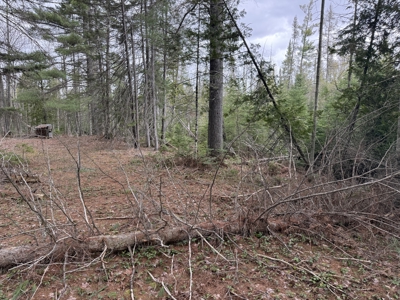 25+ Acres w/ Build Site + State Land Access – Hunt & Build in One - image 8