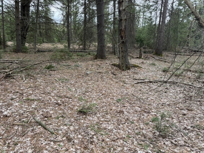 25+ Acres w/ Build Site + State Land Access – Hunt & Build in One - image 4