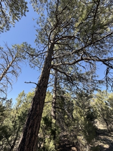 Premier 2-Acre Build-Ready Estate Lot at Divide Ranch For Sale - image 9