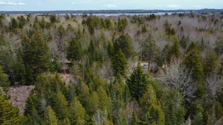 7.10 Acre Surveyed Lot - East Machias, Maine - image 1