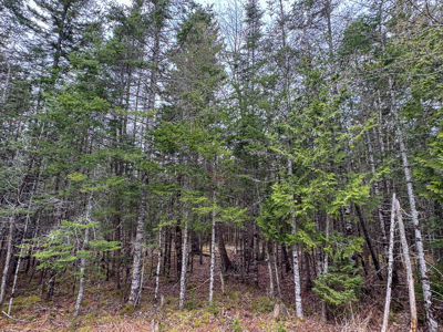7.10 Acre Surveyed Lot - East Machias, Maine - image 4