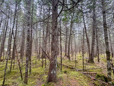 7.10 Acre Surveyed Lot - East Machias, Maine - image 6