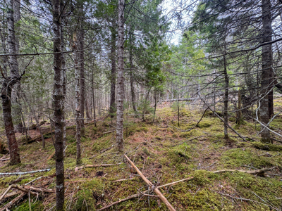 7.10 Acre Surveyed Lot - East Machias, Maine - image 7