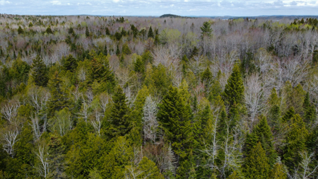 7.10 Acre Surveyed Lot - East Machias, Maine - image 10