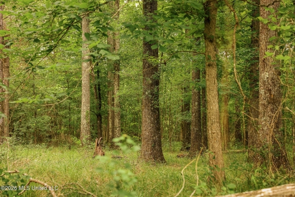Land for Sale in Amite County, MS