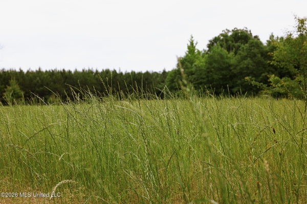 Land for Sale in Amite County, MS
