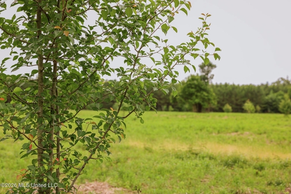 Land for Sale in Amite County, MS
