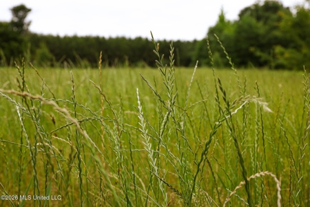 Land for Sale in Amite County, MS - image 4