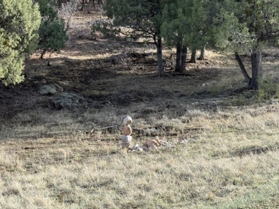 Mountain acreage with utilities - image 7