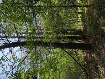 114 Acres of Unrestricted Land Near the Tennessee River Boat Ramp - image 17