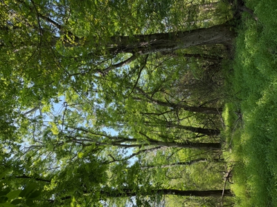 114 Acres of Unrestricted Land Near the Tennessee River Boat Ramp - image 12