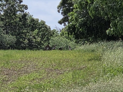 Land for Sale Barton County, MO - image 26