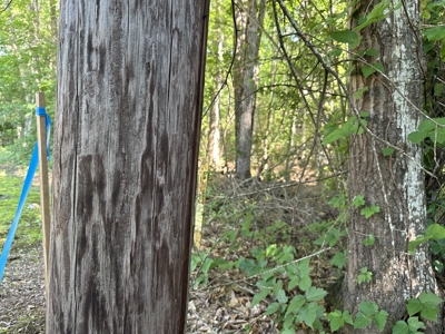 East Texas Lot For Sale In Established Neighborhood - image 13