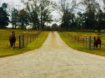 Ozarks Southfork River Country Home And Equine Farm For Sale - image 8