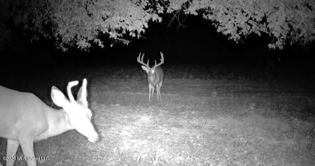 Booger Bottom Plantation 635 Surveyed Acres Attala Co MS - image 39