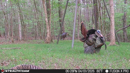 Booger Bottom Plantation 635 Surveyed Acres Attala Co MS - image 37
