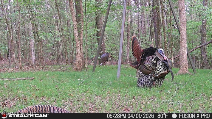 Booger Bottom Plantation 635 Surveyed Acres Attala Co MS
