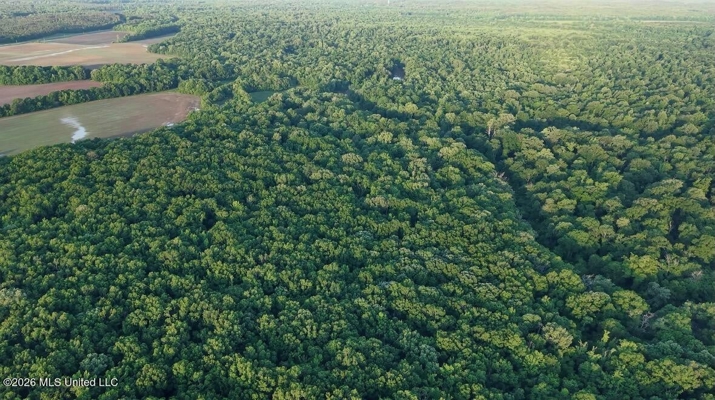 Booger Bottom Plantation 635 Surveyed Acres Attala Co MS