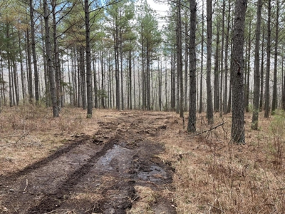 126 Acres on top of the Cumberland Plateau with Water Features - image 8