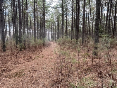 126 Acres on top of the Cumberland Plateau with Water Features - image 15