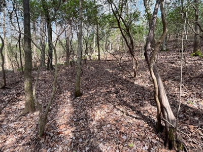 126 Acres on top of the Cumberland Plateau with Water Features - image 43