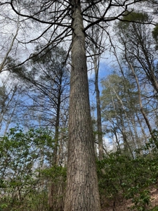126 Acres on top of the Cumberland Plateau with Water Features - image 45