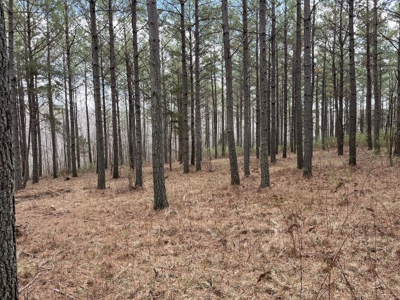 126 Acres on top of the Cumberland Plateau with Water Features - image 10