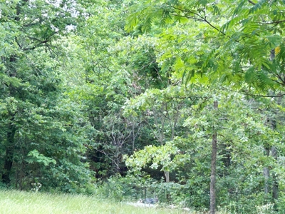 38+ Acre Country Retreat Near Hardy, AR – Home, Shop, Private - image 26