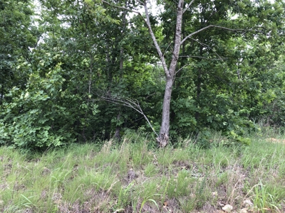 Wooded Land For Sale in Southern Missouri - image 9