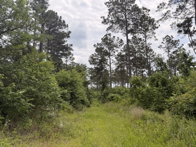 133 Acres of Timberland with Homesite Potential - image 1
