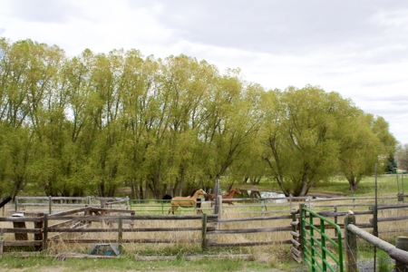 Country Living with Acreage In Montana - image 6