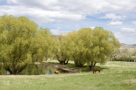Country Living with Acreage In Montana - image 3
